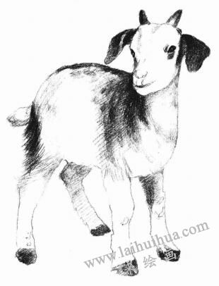 羊头素描画法图片