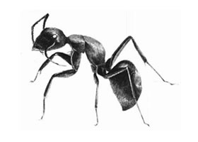 蚂蚁的素描画法
