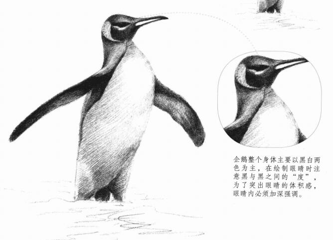 企鹅的素描画法