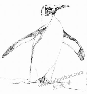企鹅的素描画法步骤03