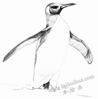 企鹅的素描画法步骤04