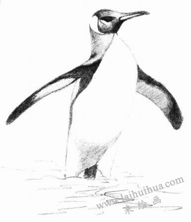 企鹅的素描画法步骤05