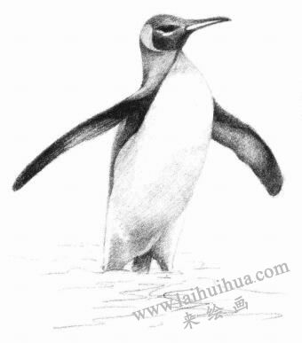企鹅的素描画法步骤06
