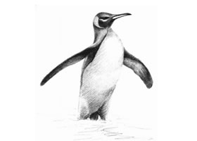 企鹅的素描画法