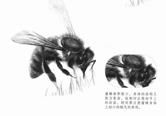 蜜蜂的素描画法