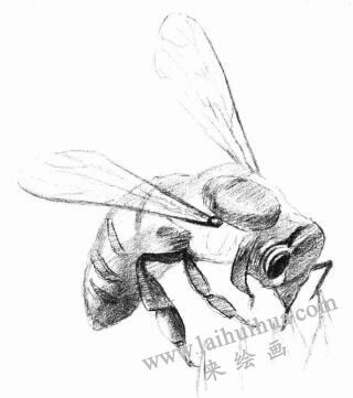 蜜蜂的素描画法步骤03