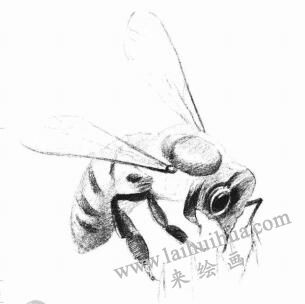 蜜蜂的素描画法步骤04