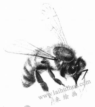 蜜蜂的素描画法步骤05