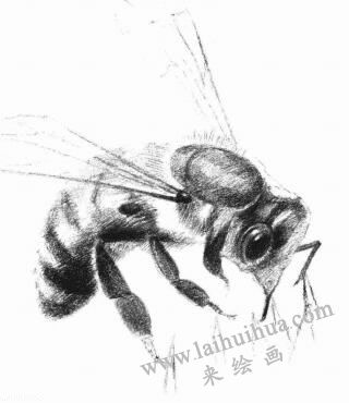 蜜蜂的素描画法步骤06