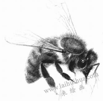 蜜蜂的素描画法步骤07