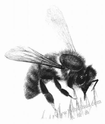 蜜蜂的素描画法步骤08