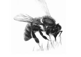 蜜蜂的素描画法