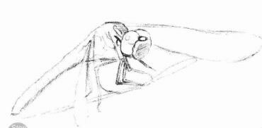 蜻蜓的素描画法步骤03