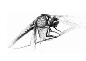 蜻蜓的素描画法