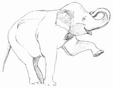 大象的素描画法步骤03