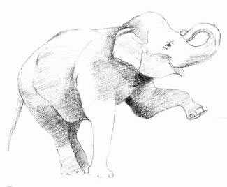 大象的素描画法步骤04