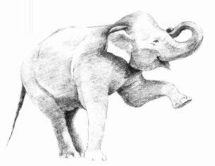 大象的素描画法步骤05