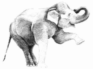 大象的素描画法步骤06