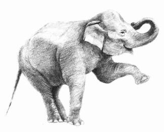 大象的素描画法步骤07
