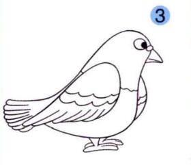 鸽子的画法步骤03