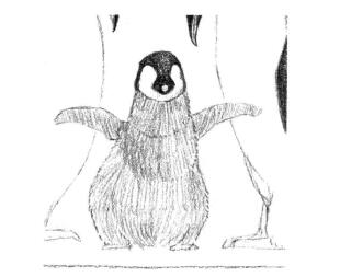 企鹅一家三口素描铺大色画法步骤07