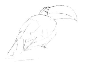 巨嘴鸟的素描画线稿画法步骤03
