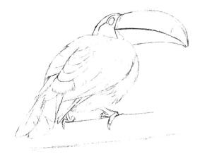 巨嘴鸟的素描画线稿画法步骤04