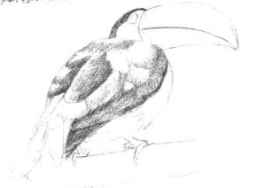 巨嘴鸟的素描铺大色画法步骤01