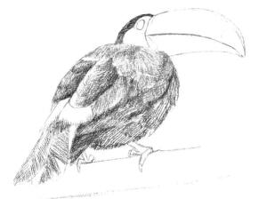 巨嘴鸟的素描铺大色画法步骤02