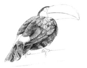 巨嘴鸟的素描铺大色画法步骤03