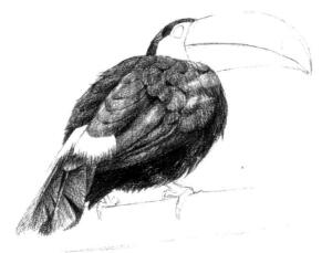 巨嘴鸟的素描铺大色画法步骤04