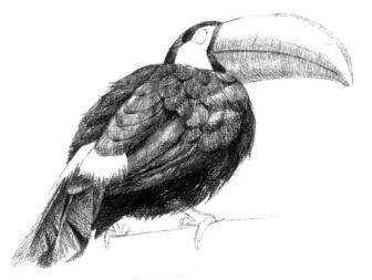 巨嘴鸟的素描铺大色画法步骤05