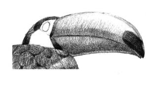 巨嘴鸟的素描铺大色画法步骤06