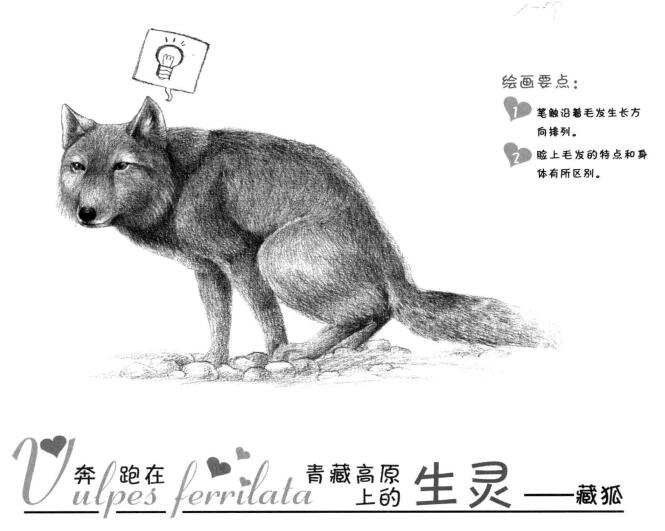 藏狐的素描画法