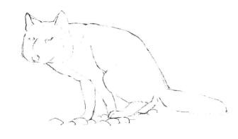 藏狐的素描画线稿画法步骤03
