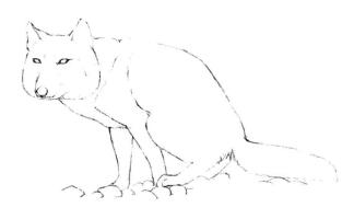 藏狐的素描画线稿画法步骤04
