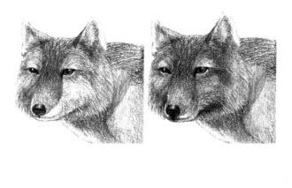 藏狐的素描铺大色画法步骤04