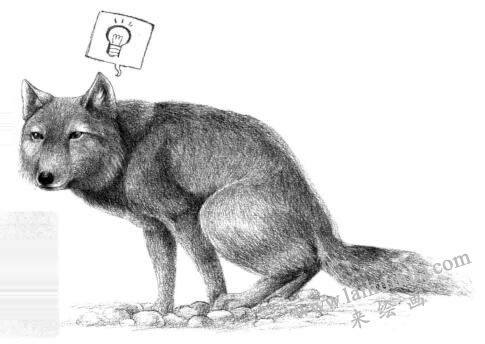 藏狐的素描画法