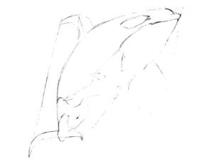 虎鲸的素描画线稿画法步骤02