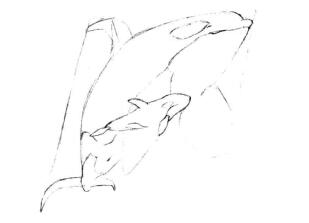 虎鲸的素描画线稿画法步骤03