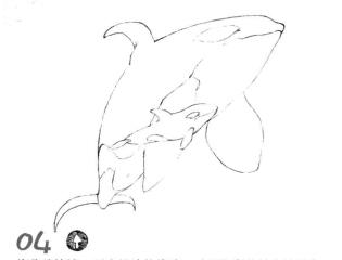 虎鲸的素描画线稿画法步骤04