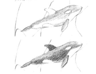 虎鲸的素描铺大色画法步骤01、02
