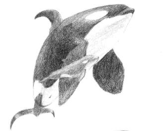 虎鲸的素描铺大色画法步骤05