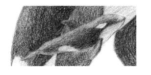 虎鲸的素描铺大色画法步骤06