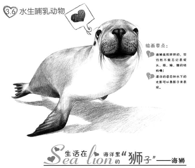海狮的素描画法
