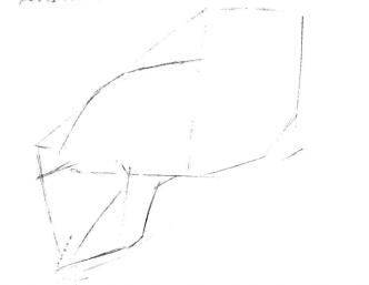 海狮的素描画线稿画法步骤01