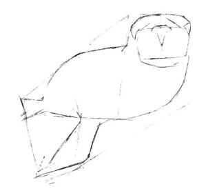 海狮的素描画线稿画法步骤02