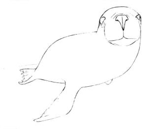 海狮的素描画线稿画法步骤03