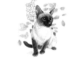 暹罗猫的素描画法