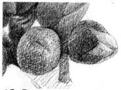 木棉花的素描逐个细化画法步骤12